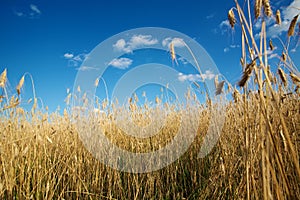 Gold wheat