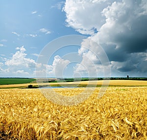 Gold wheat