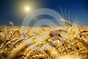 Gold wheat and blue sky