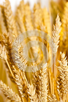 Gold wheat ears