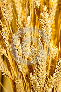 Gold wheat ears at beautiful gold background