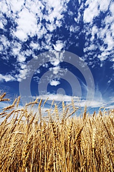 Gold wheat field