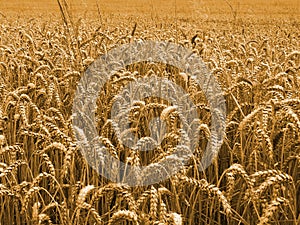 Gold wheat field