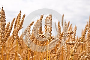 Gold wheat field