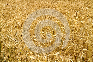 Gold wheat field