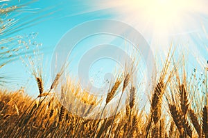 Gold wheat field against blue sky. Natural background. Harvest concept