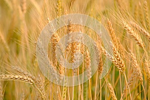 Gold Wheat Field Background