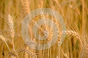 Gold Wheat Field Background