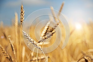 Gold wheat field and blue sky