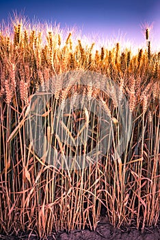 gold wheat field and blue sky photo