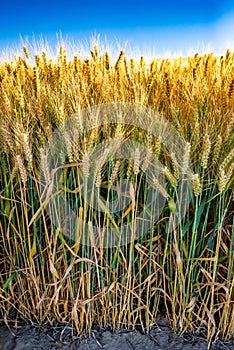 gold wheat field and blue sky photo