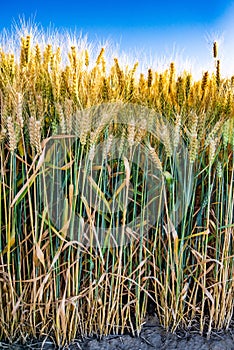 gold wheat field and blue sky