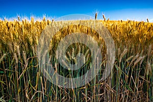 gold wheat field and blue sky photo