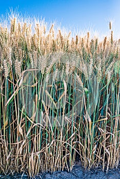 gold wheat field and blue sky