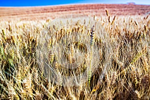 gold wheat field and blue sky photo