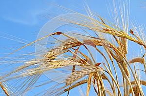 Gold wheat field and blue sky