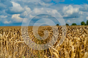 Gold wheat field and blue sky. Agriculture harvest concept