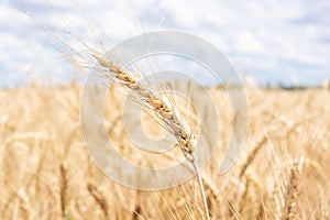 Gold wheat field  blue sky
