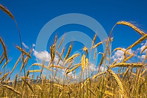 Gold wheat field