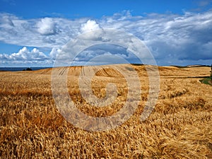 Gold wheat field and blue sky with clouds