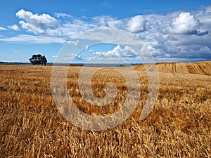 Gold wheat field and blue sky with clouds