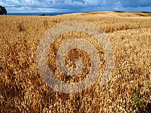 Gold wheat field and blue sky with clouds