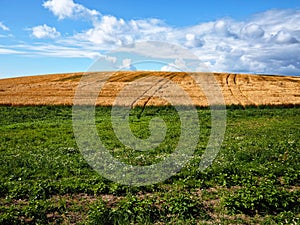 Gold wheat field and blue sky with clouds