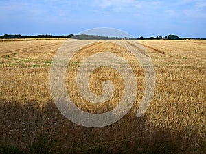 Gold wheat field and blue sky with clouds