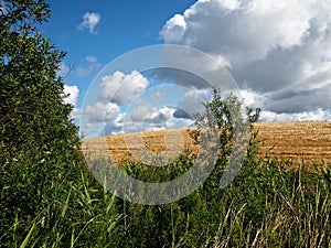 Gold wheat field and blue sky with clouds