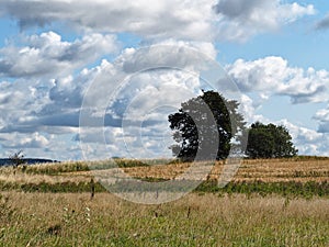 Gold wheat field and blue sky with clouds