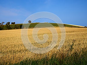 Gold wheat field and blue sky with clouds