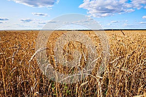 ÃÂ¡ereal fields. Spikelets in the field, cereal fields.