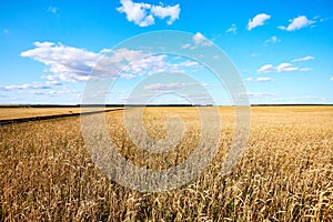 ÃÂ¡ereal fields. Spikelets in the field, cereal fields.