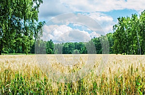 Gold wheat field and blue sky. Landscape of Russia, Zaraysk city