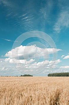 Gold wheat field and blue sky. Ripe grain harvest time