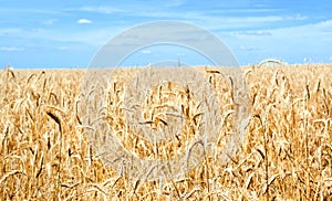 Gold wheat field and blue sky