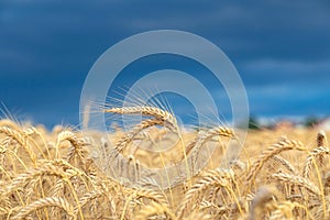 Gold wheat field with dark blue sky.