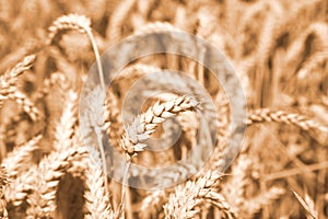 Gold wheat field. Natural background.