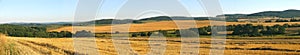 Gold Wheat field panorama