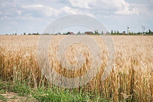 Gold Wheat field panorama with tree at summer day, rural countryside. Sunny and blue sky