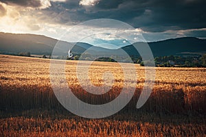 Gold wheat field and rural landscape in summer sunset light. Gold field, dark sky and rural catholic church in background