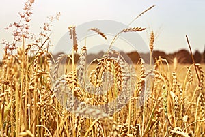 Gold wheat field