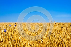 Gold Wheat Field or Ukraine flag