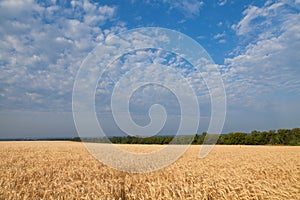 Gold wheat field under blue sky in Ukraine, peaceful picture of agricultural lands before russian agression