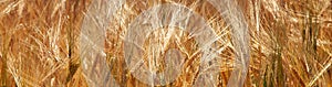 Gold wheat field. Yellow wheat ears field background. Agriculture, agronomy, industry concept. Horizontal image