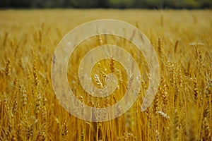 Gold Wheat fields in sunset