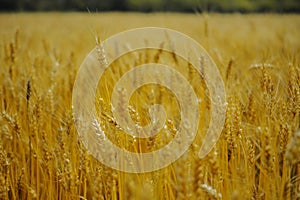 Gold Wheat fields in sunset