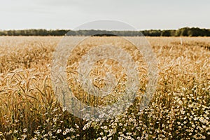 Gold Wheat flied panorama at sunset. Copy space of the setting sun rays on horizon