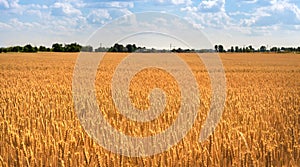 Gold Wheat flied panorama with tree during day with blue sky behind