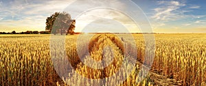 Gold Wheat flied panorama with tree at sunset, rural countryside photo